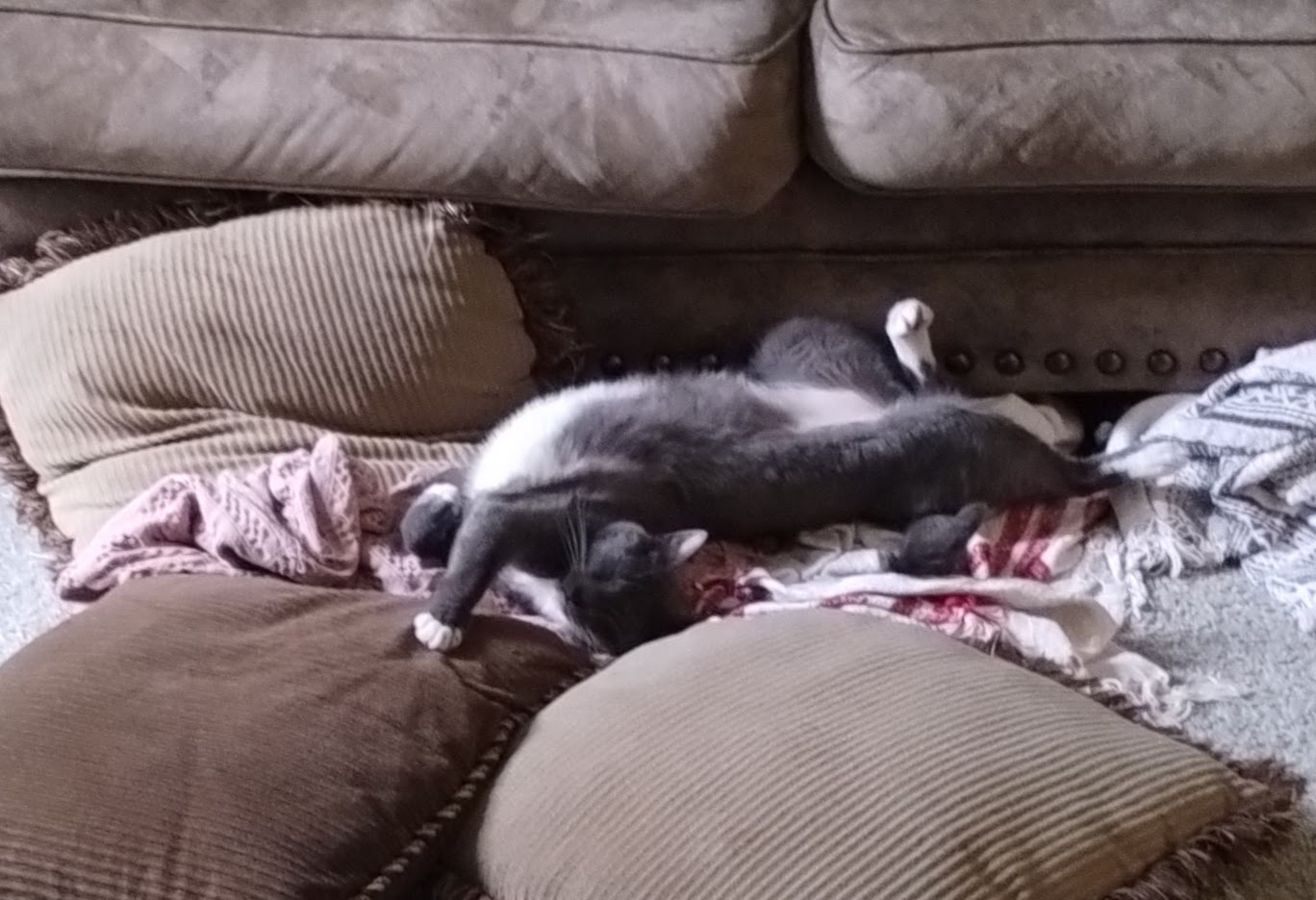 gray tuxedo cat Kuiper sprawled on couch